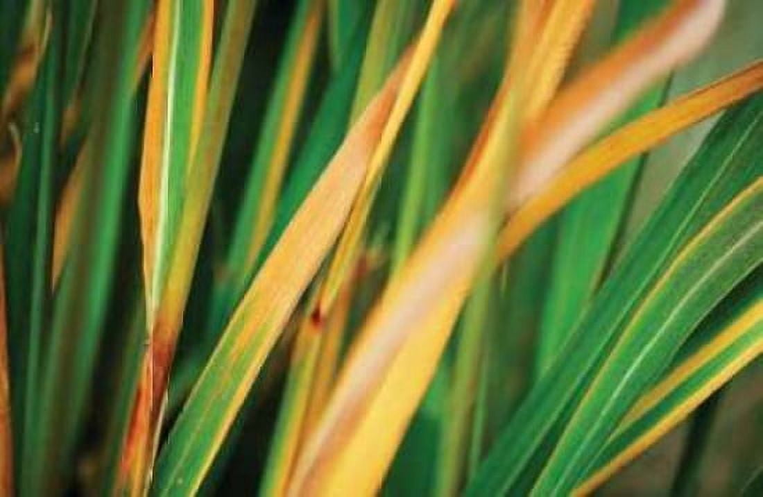 Grass in Fall II Canvas Art - Bob Stefko (12 x 18)