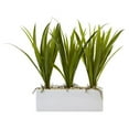 thumbnail image 1 of Grass in Rectangular Planter, 1 of 1
