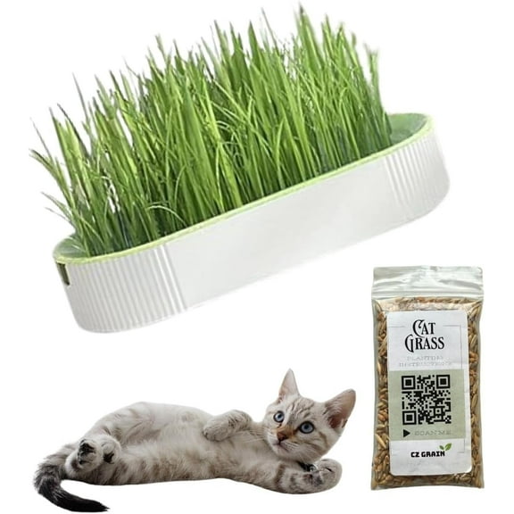 Grass in a Tray Desktop Bonsai Kit - All in One Kit for 3 Plus Grows - Grows Fast and Brings Tranquality