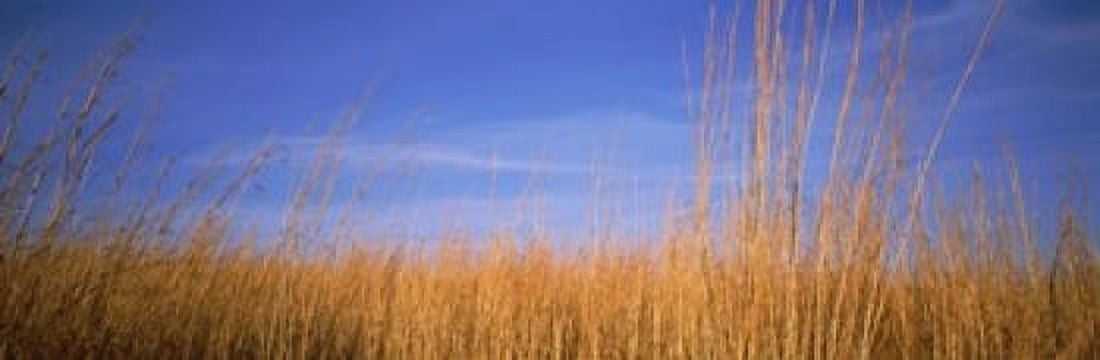 Grass in a field Marion County Illinois USA Canvas Art - Panoramic Images (18 x 6)