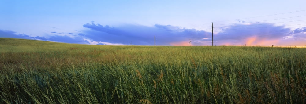Grass in a field at sunset Wyoming USA Canvas Art - Panoramic Images (27 x 9)