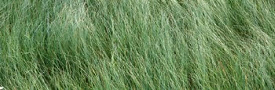 Grass in the field Adirondack Mountains New York State USA Canvas Art - Panoramic Images (36 x 12)