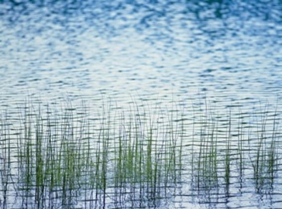 Grass in water Canvas Art - Panoramic Images (24 x 18)