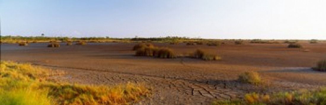 Grass on a dry land Black Point Wildlife Drive Merritt Island National Wildlife Refuge Titusville Florida USA Canvas Art - Panoramic Images (18 x 6)