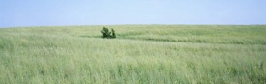 Grass on a field Prairie Grass Iowa USA Canvas Art - Panoramic Images (36 x 12)
