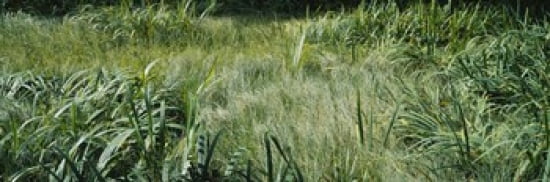 Grass on a marshland England Canvas Art - Panoramic Images (36 x 12)