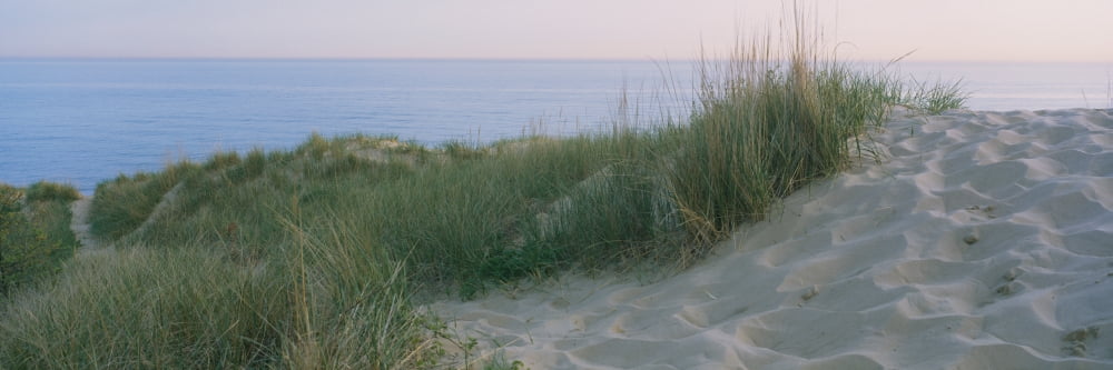 Grass on a sand dune Indiana Dunes National Lakeshore Indiana USA Canvas Art - Panoramic Images (27 x 9)