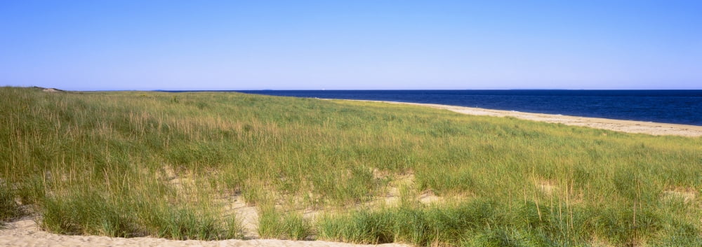 Grass on the beach Cape Cod Massachusetts USA Canvas Art - Panoramic Images (7 x 18)