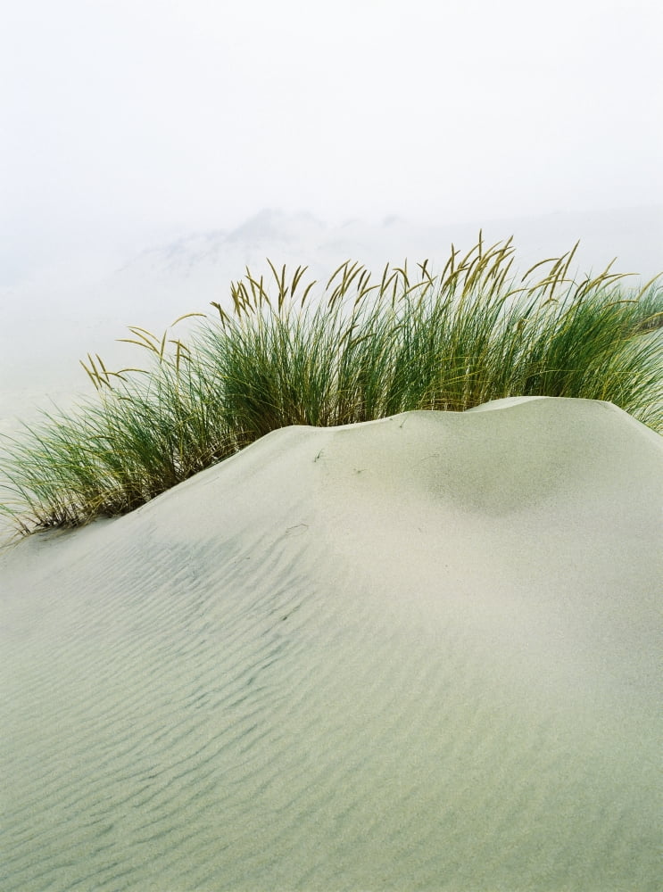 Grass on the sand dunes with fog reducing visibility in the distance Reedsport Oregon United States of America Canvas Art - Robert L Potts Design Pics (26 x 36)