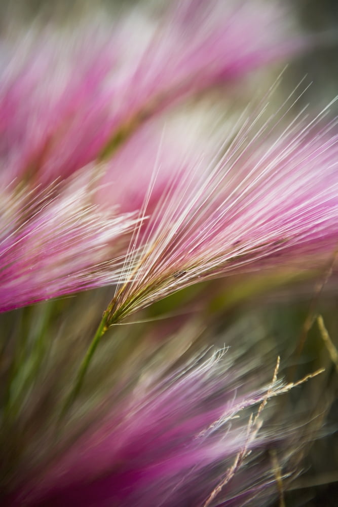 Grass seed heads during short summer period Greenland Canvas Art - Toby Adamson Design Pics (24 x 38)