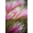 thumbnail image 1 of Grass seed heads during short summer period; Greenland Poster Print (12 x 19), 1 of 3