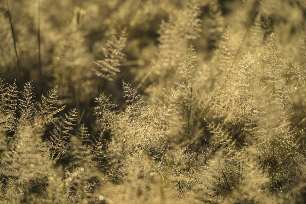 Grass with dew on it at dawn Liwonde National Park Malawi Canvas Art - Ian Cumming Design Pics (38 x 24)