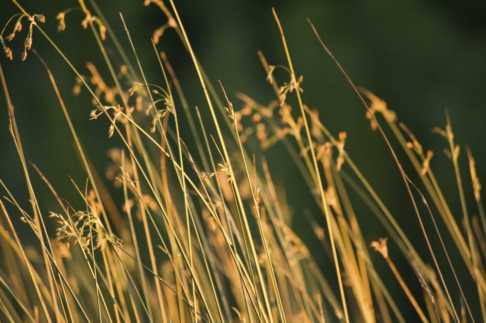 Grasses Canvas Art - Keith Levit Design Pics (36 x 22)