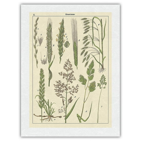 Grasses Gramineae (Poaceae) - Barley Rye Wheat and Corn Silk - Vintage Botanical Illustration c.1895 - Japanese Unryu Rice Paper Art Print 24 x 32 in