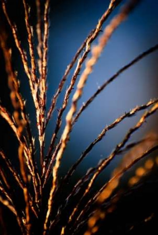 Grasses I Canvas Art - Beth Wold (24 x 36)