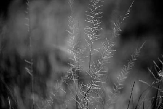 Grasses I Canvas Art - Beth Wold (24 x 36)