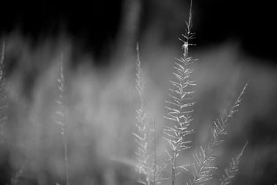 Grasses II Canvas Art - Beth Wold (12 x 18)