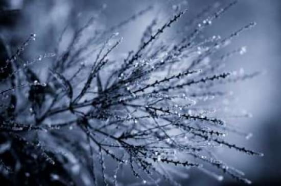 Grasses II Canvas Art - Beth Wold (24 x 36)