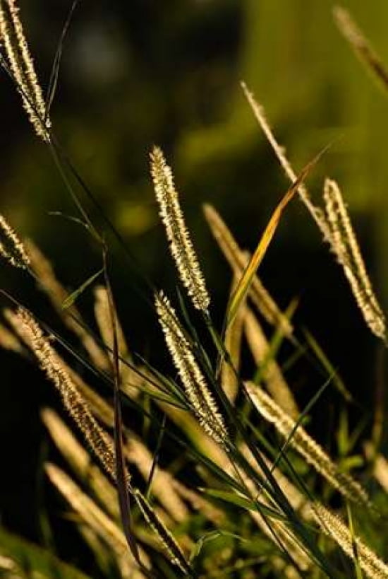 Grasses II Canvas Art - Beth Wold (24 x 36)