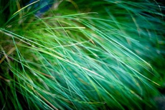 Grasses III Canvas Art - Beth Wold (12 x 18)