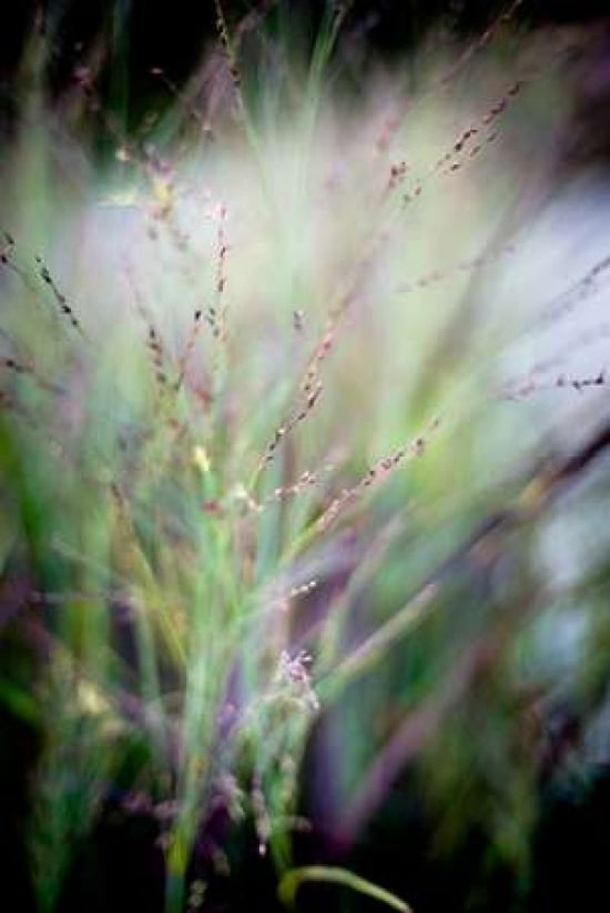 Grasses IV Canvas Art - Beth Wold (24 x 36)
