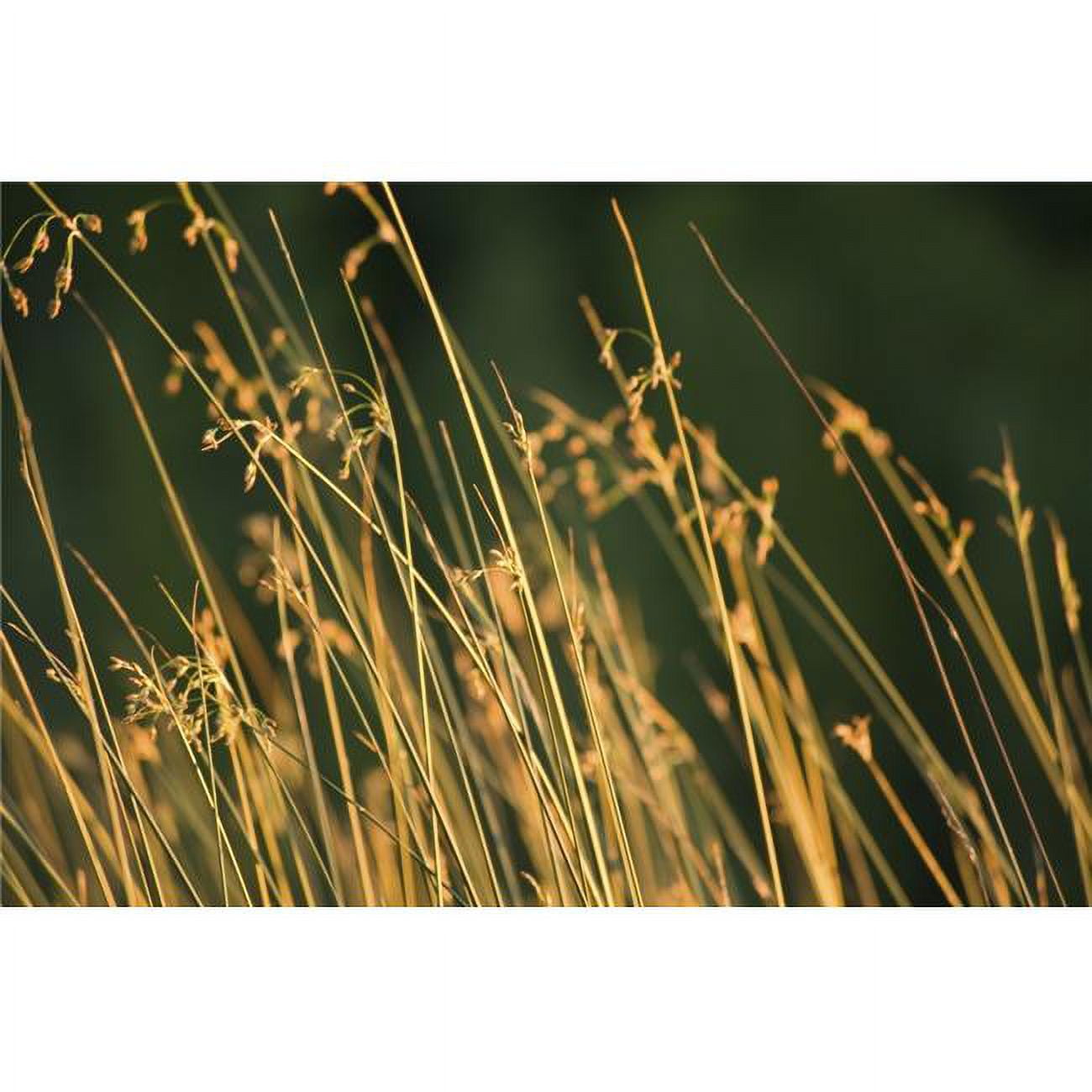 Grasses Poster Print - 18 x 11 - Walmart.com