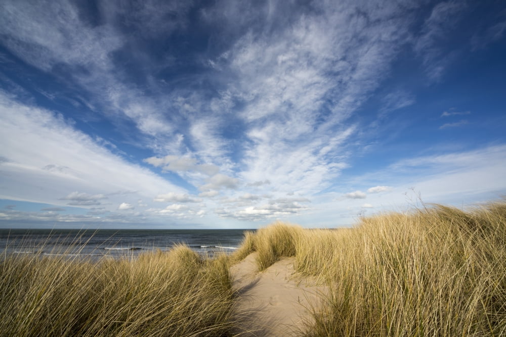 Grasses growing on the sand along the waters edge Bamburgh Northumberland England Canvas Art - John Short Design Pics (38 x 24)