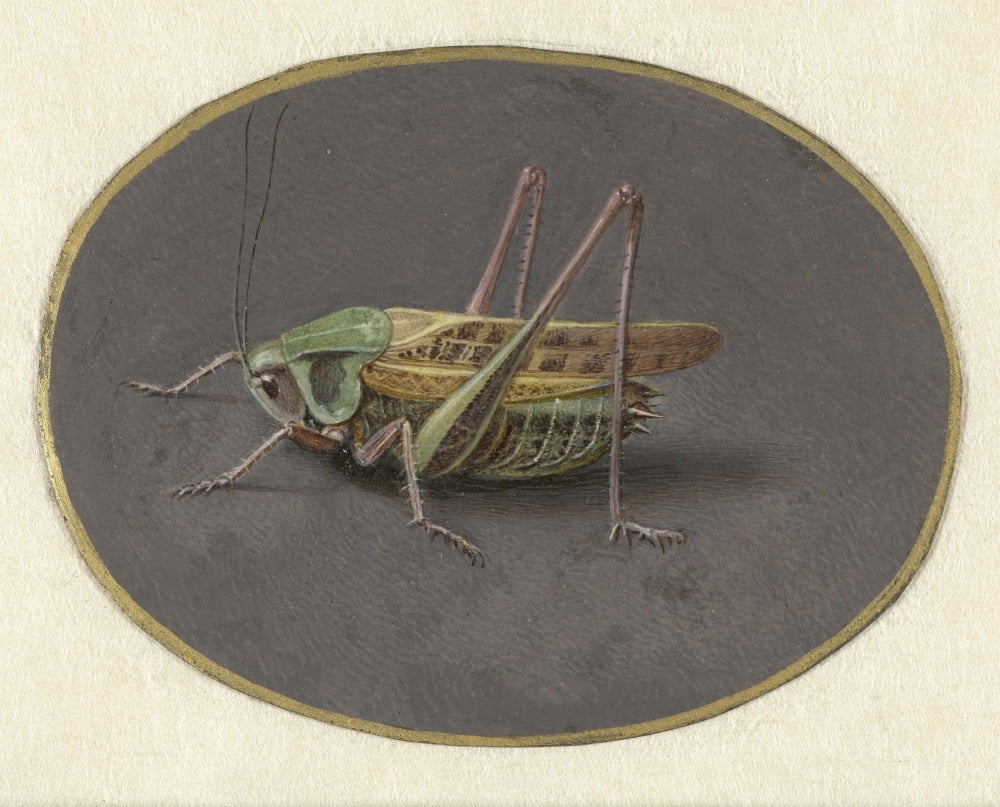 Grasshopper Canvas Art - (36 x 24)