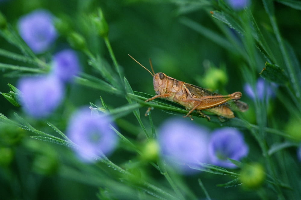 Grasshopper Canvas Art - Mike Grandmaison Design Pics (18 x 12)