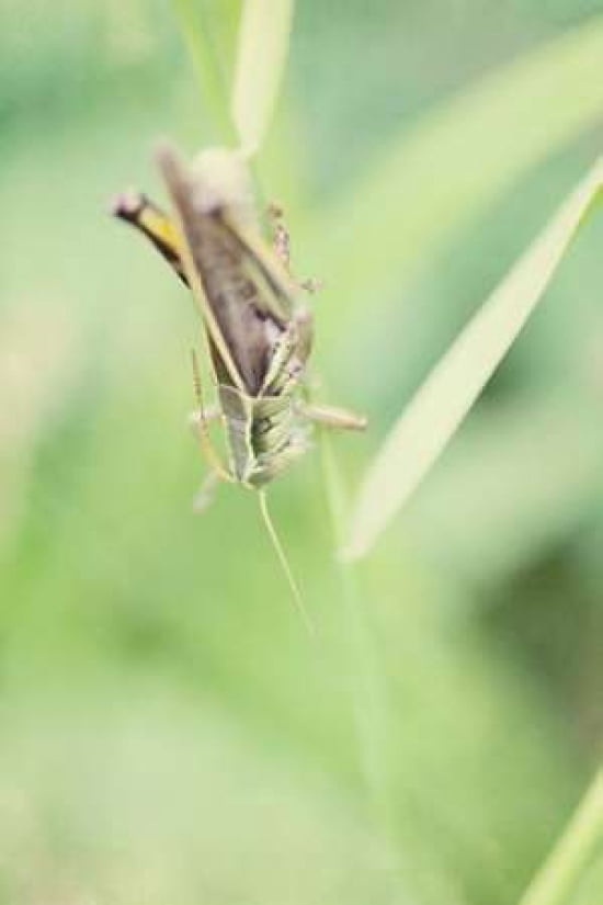 Grasshopper Canvas Art - Roberta Murray (12 x 18)