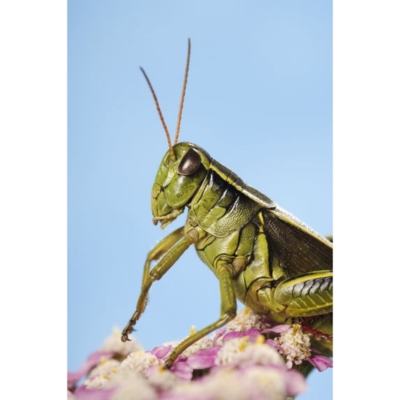 Grasshopper Close-Up. Poster Print