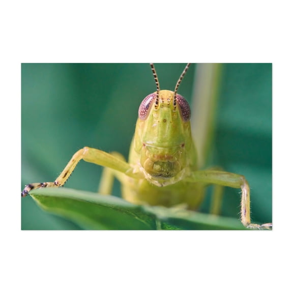 Grasshopper Greeting - Photography Insect Wildlife Nature Animal Unframed Wall Art Print 4 x 6 inches