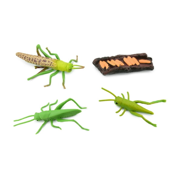 Grasshopper, Life Cycle of a Locust, 4 Stages, Museum Quality, Hand Painted, Rubber Insect, Figure, Model, Realistic, Educational, Gift, 3" CH483 BB150