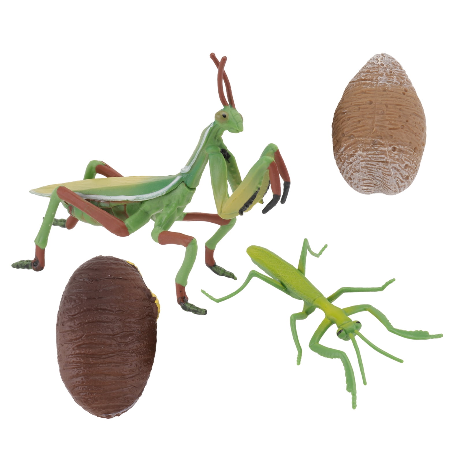 Grasshopper Life Cycle Model for Kids - Learning Aid - Walmart.com