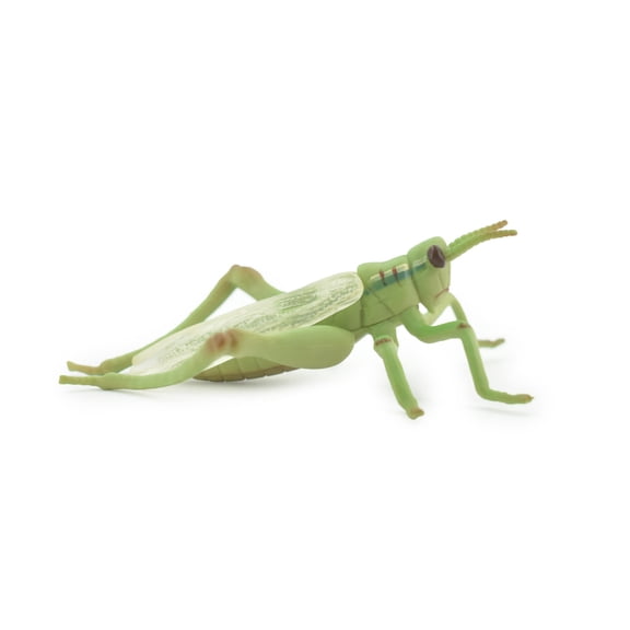 Grasshopper, Locusts, Museum Quality, Hand Painted, Rubber, Insect, Realistic Toy Figure, Model, Replica, Kids, Educational, Gift, 4" CH485 BB154