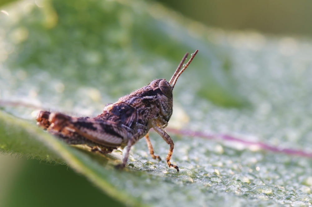 Grasshopper On A Dew Covered Plant Les Cedres Quebec Canada Canvas Art - Steeve Marcoux Design Pics (19 x 12)