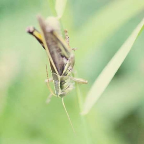 Grasshopper Sq Canvas Art - Roberta Murray (24 x 24)