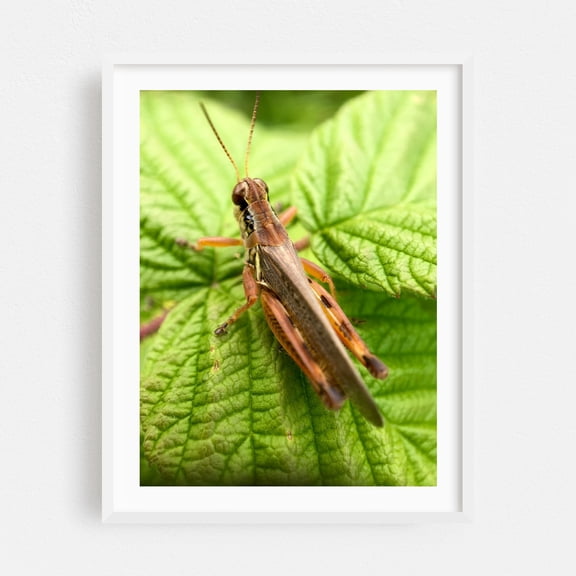 Grasshopper on Leaves - Ferrisburgh Vermont Photography Nature Insect Wildlife White Framed Wall Art Print 8 x 10 inches