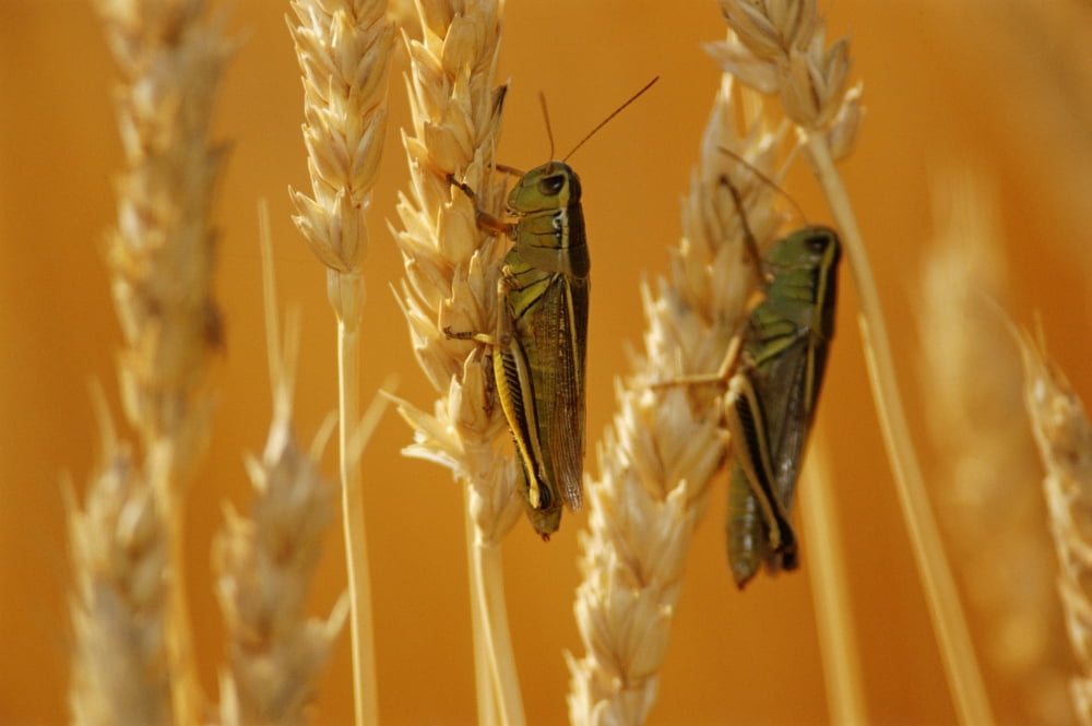 Grasshoppers On Wheat Treherne Manitoba Canvas Art - Mike Grandmaison Design Pics (18 x 12)