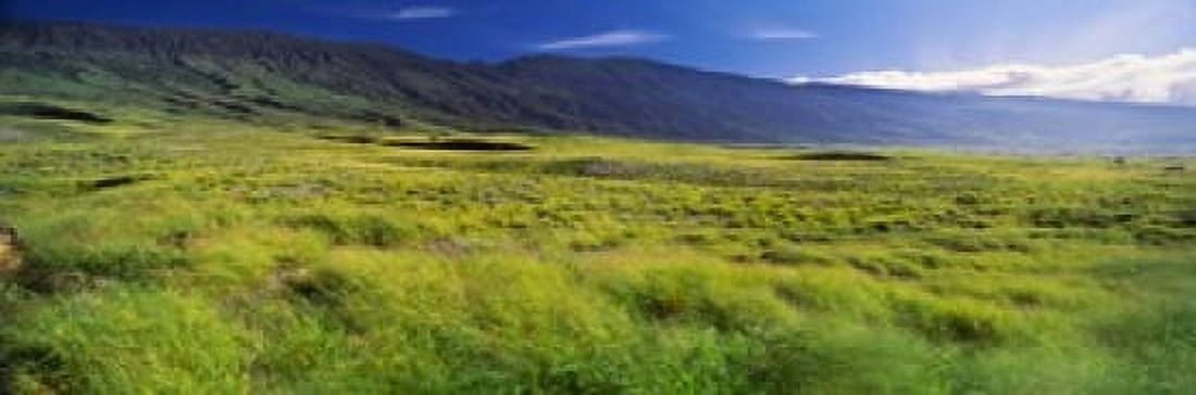 Grassland Kula Maui Hawaii USA Canvas Art - Panoramic Images (18 x 6)