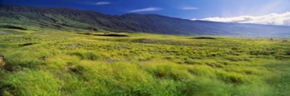 Grassland Kula Maui Hawaii USA Canvas Art - Panoramic Images (36 x 12)