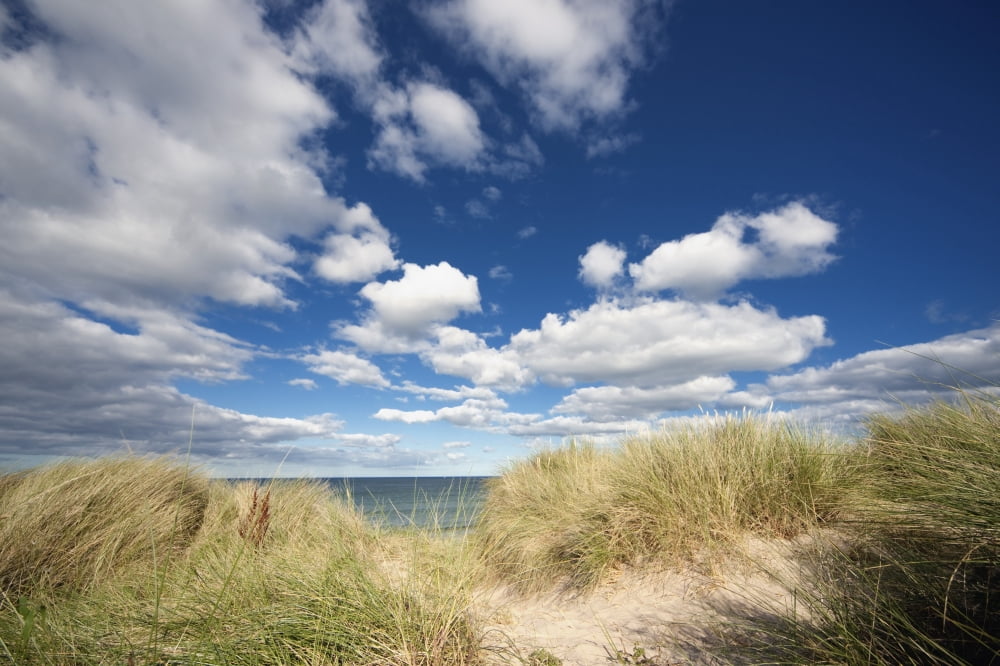 Grassy Beach Canvas Art - John Short Design Pics (38 x 24)