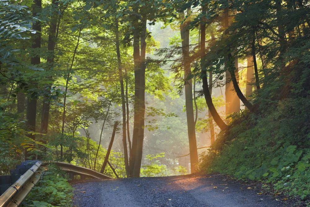 Gravel Road At Sunrise Pelham Ontario Canvas Art - Darwin Wiggett Design Pics (17 x 11)