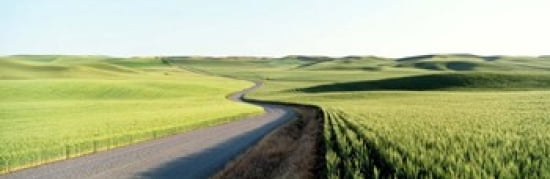 Gravel Road Through Barley and Wheat Fields WA Canvas Art - Panoramic Images (36 x 12)