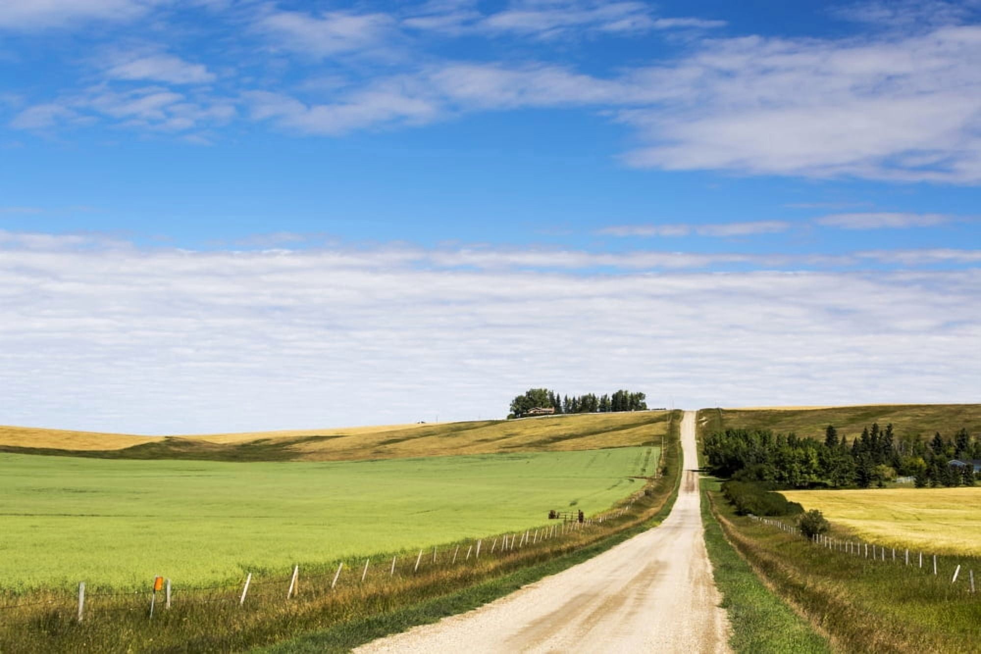 Gravel road climbing a hill with a green oat field on one side and a golden grain field on the other with blue sky and clouds Alberta Canada Canvas Art - Michael Interisano Design Pics (19 x 12)
