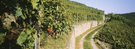Gravel road passing through vineyards Vaihingen An Der Enz Baden-Wurttemberg Germany Canvas Art - Panoramic Images (36 x 13)