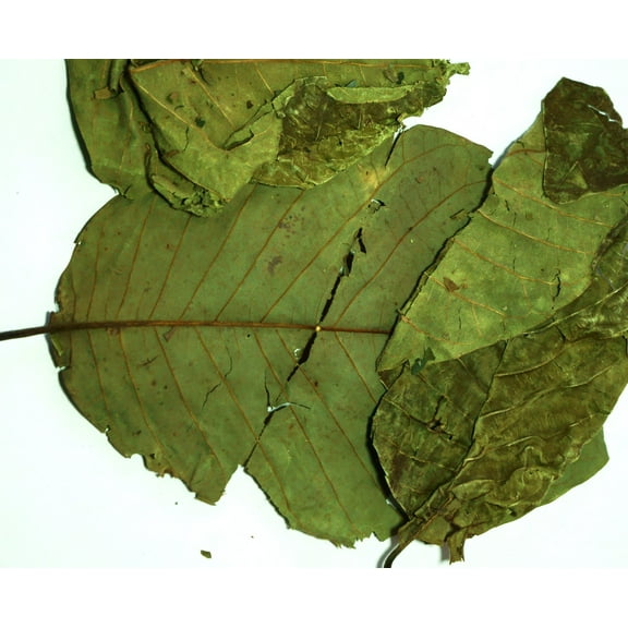 Graviola Soursop Whole Leaves