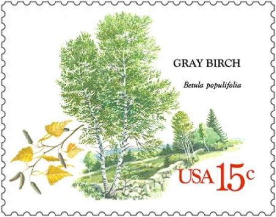 Gray Birch Canvas Art - US POSTAL SERVICE (22 x 28)