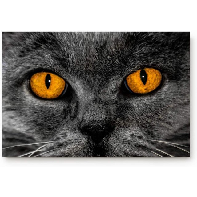 Gray British Shorthair Patterned Indoor Doormat NonSlip Front Door