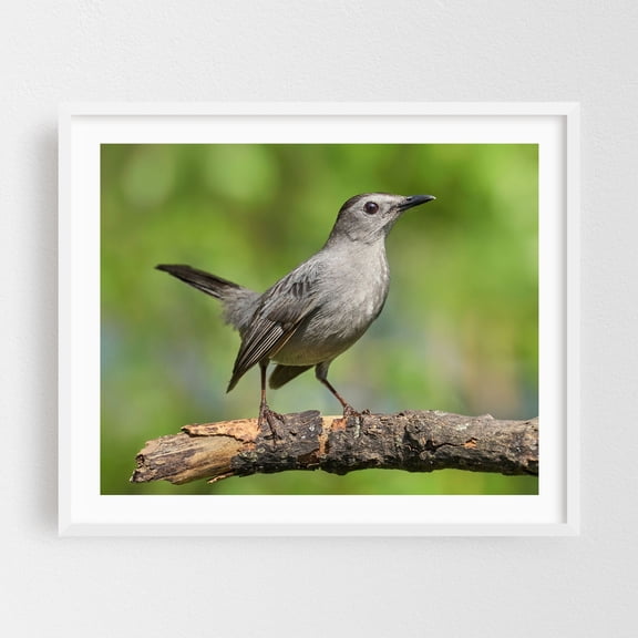 Gray Catbird Dumetella carolinensis - Photography Bird Wildlife Nature Animal Woodland Scenic Forest White Framed Wall Art Print 18 x 24 inches